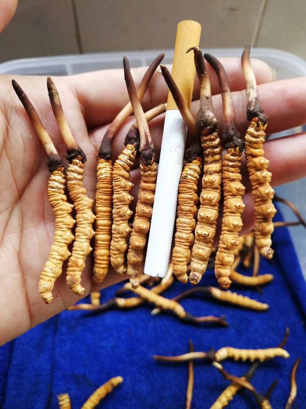 Đông trùng hạ thảo nguyên con Tây Tạng loại 1500 con 1 kg