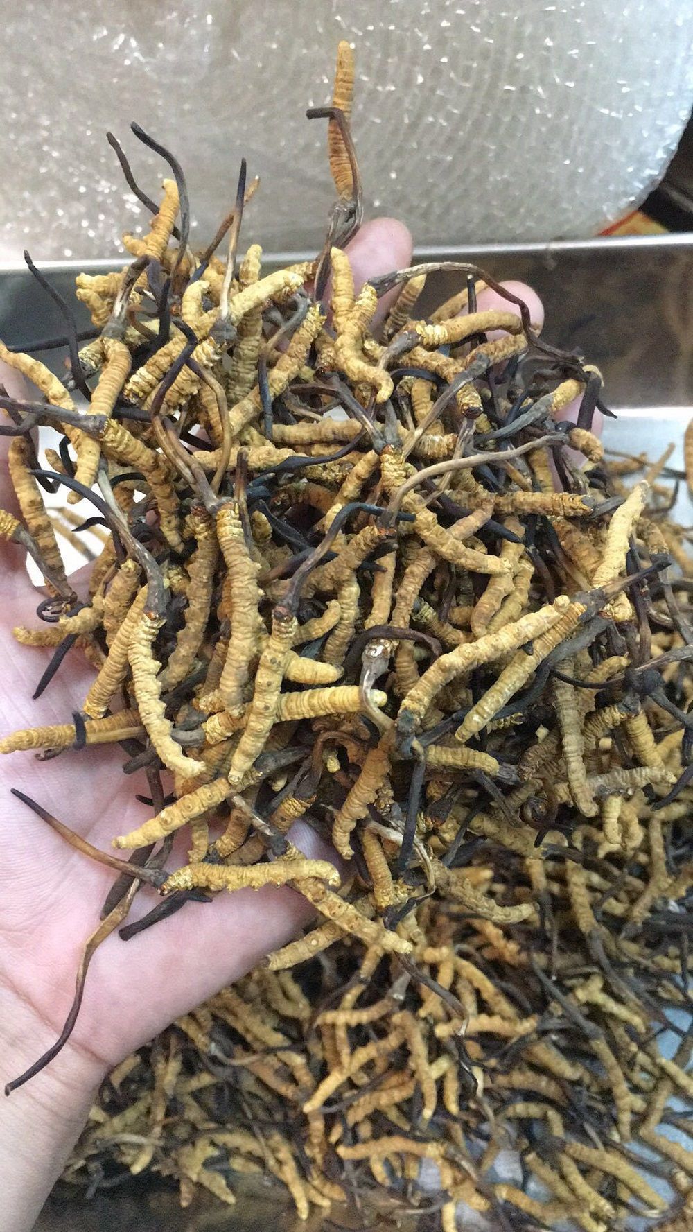 Đông trùng hạ thảo nguyên con Tây Tạng loại 1500 con 1 kg