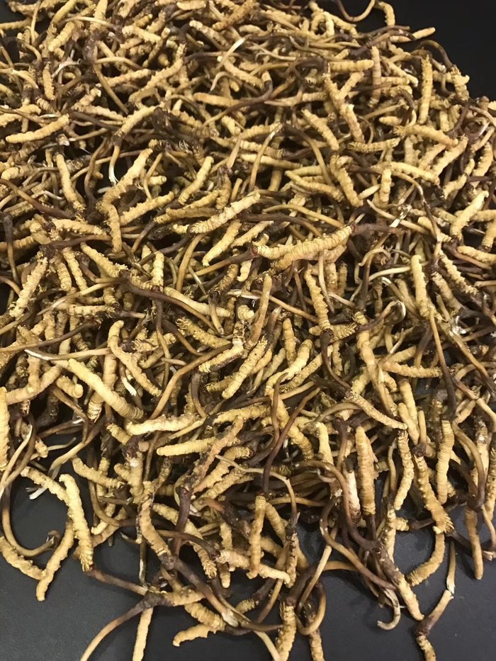 Đông trùng hạ thảo tươi Tây Tạng loại 1gram 10