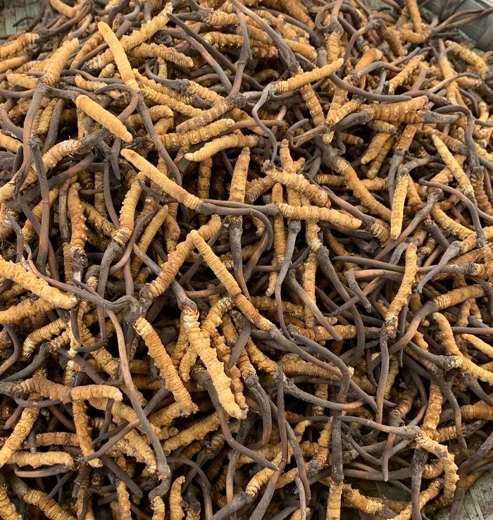 Đông trùng hạ thảo tự nhiên của Tây Tạng loại 2.000 con 1 kg