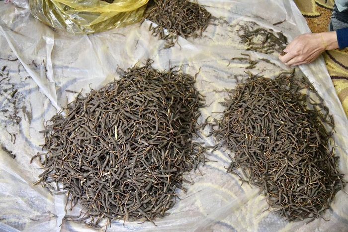 Đông trùng hạ thảo tự nhiên của Tây Tạng loại 2.000 con 1 kg