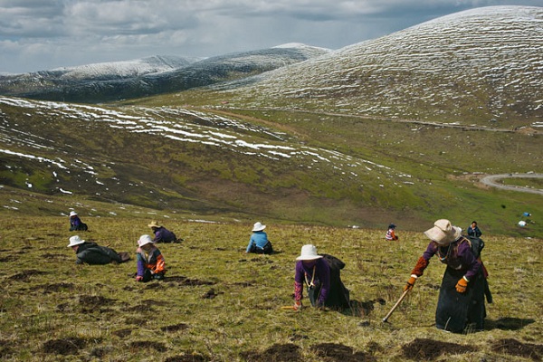 Khai thác con đông trùng hạ thảo thiên nhiên Tây Tạng